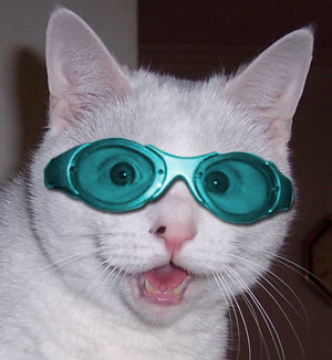 cat_goggles.jpg